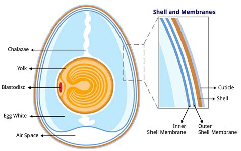 exterior of an egg called.